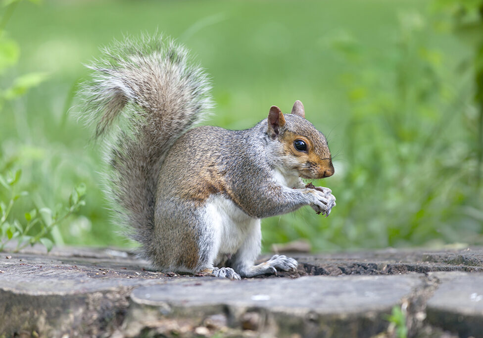 Grey squirrel