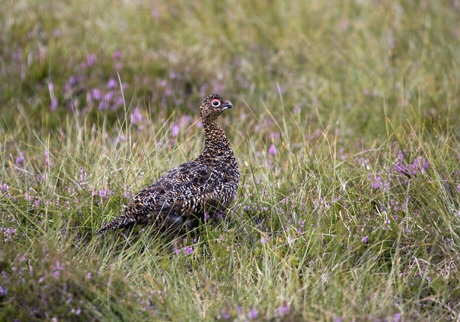 Grouse shooting (4)