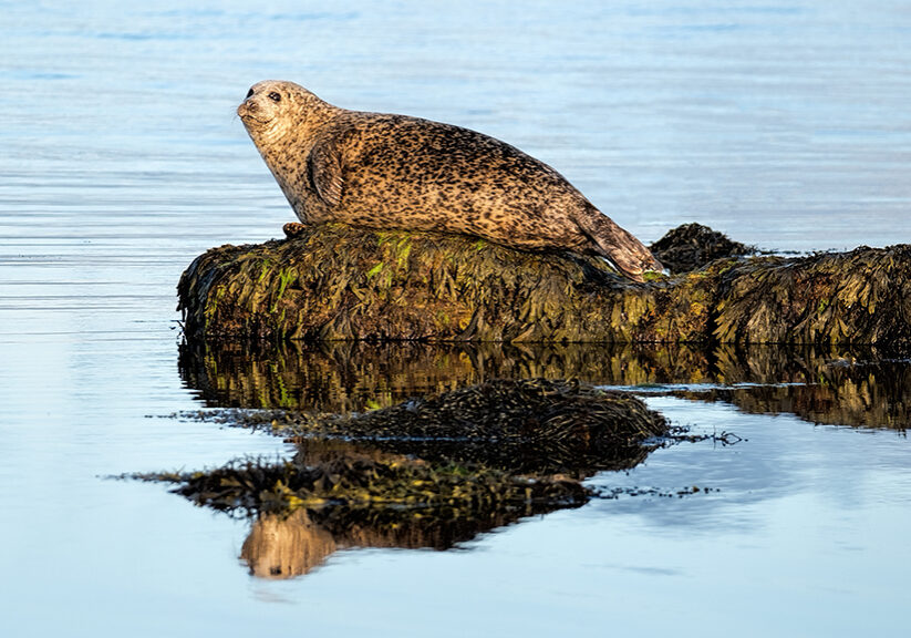A harbour seal