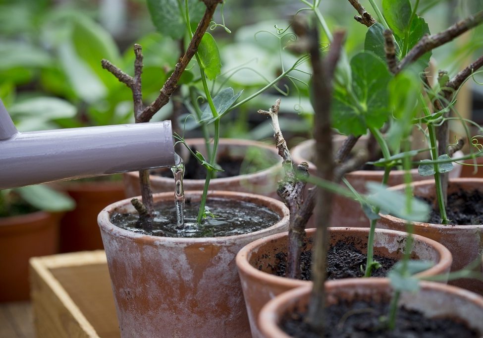 We've got some handy hints on how to go delicious peas, courtesy of Dobbies