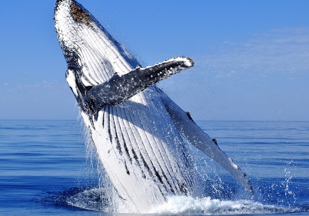 A  humpback whale was seen in the North Sea off the Aberdeenshire coast