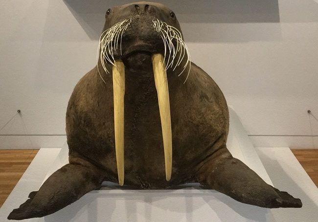 The giant walrus has been named Marmalade