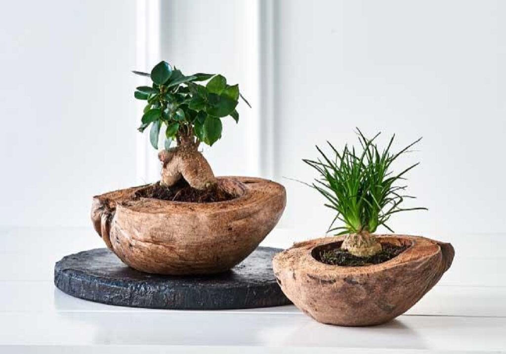 Coconut husk pots