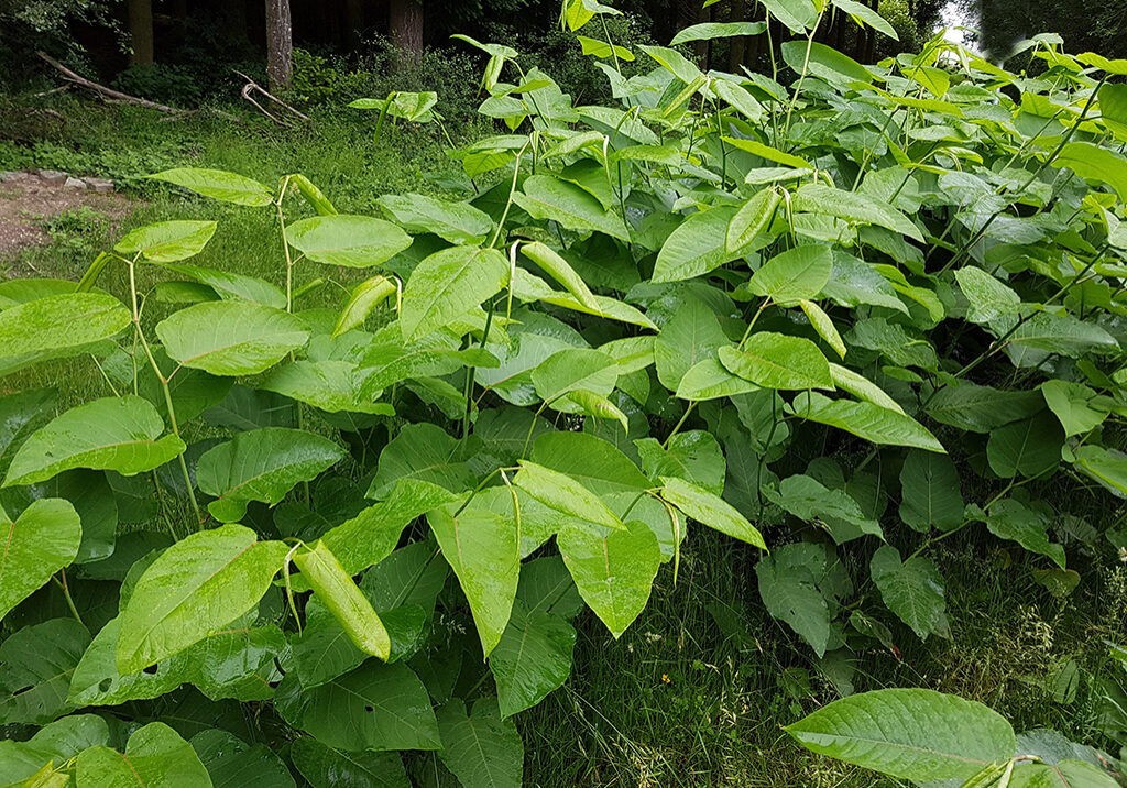 Japanese-knotweed