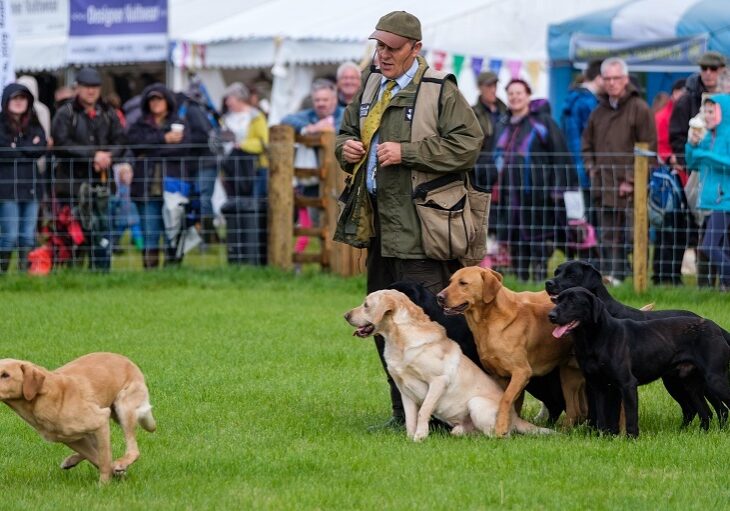 John Halstead with his champion Labradors