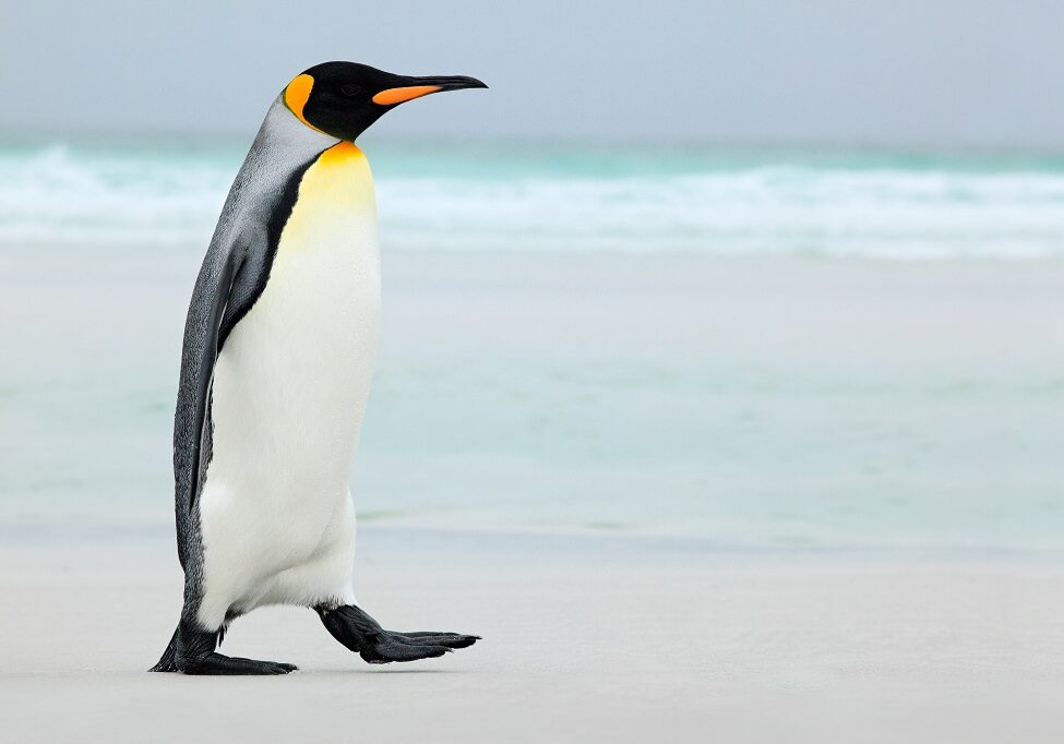 Big,King,Penguin,Going,In,To,The,Blue,Water,,Atlantic