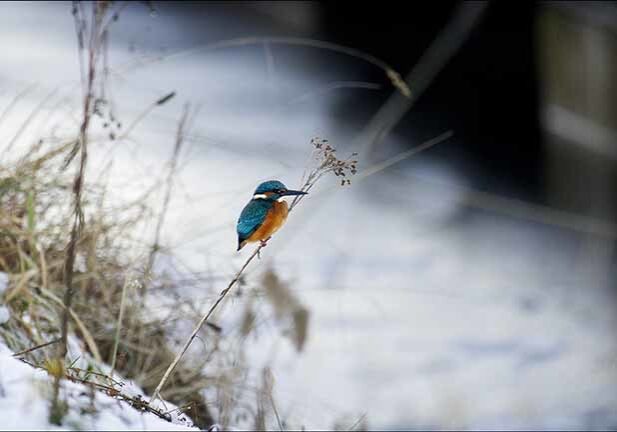 Kingfisher in winter