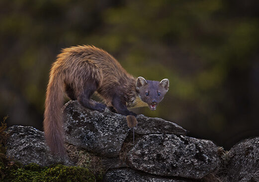 Lenny Smith's image of the pine marten, with its mouse 