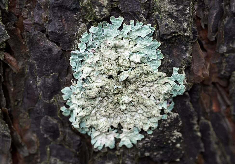 Lichen has a key role to play for scientists
