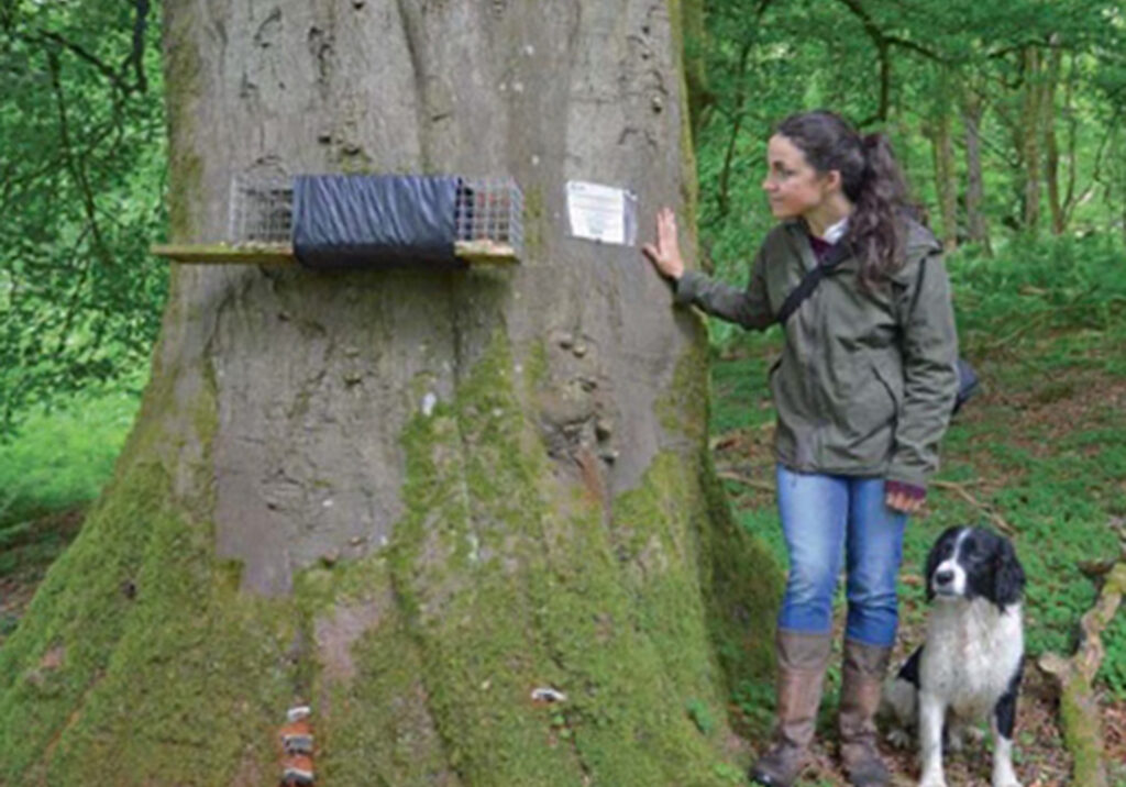 Louise Gray inspects a squirrel trap