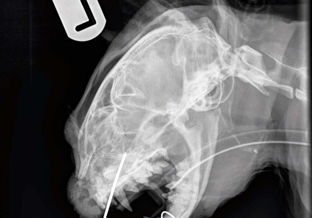 Maximus Xray showing facial pin and jaw wiring Maximus' x-ray showing his facial pin and jaw wiring