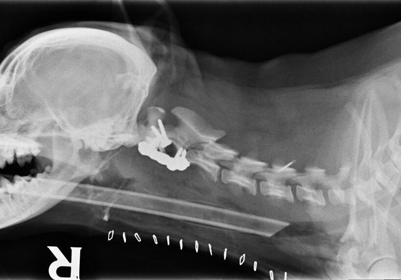 Milo's x-ray showing the plates and screws in his neck