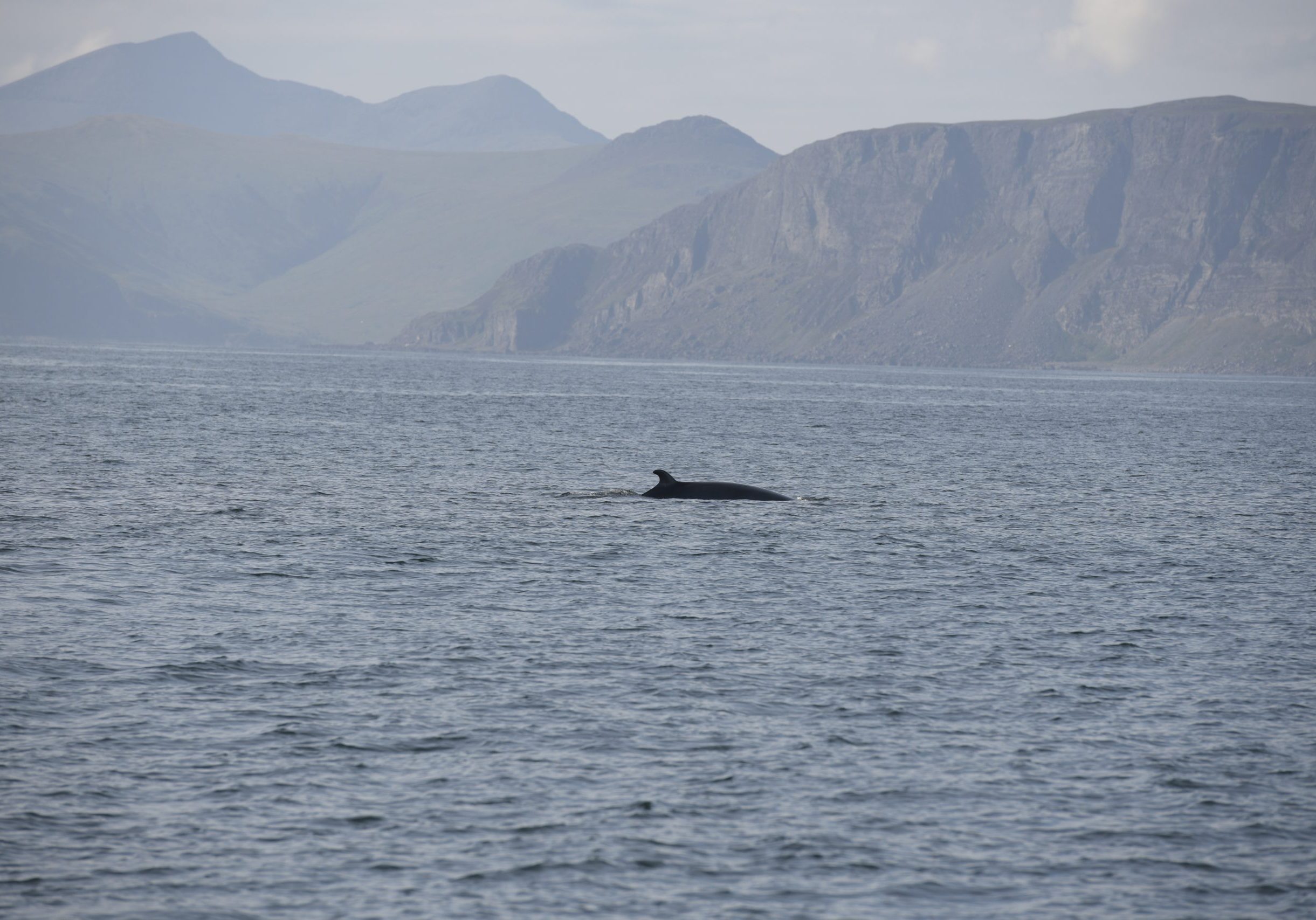 Minke-Whale-3-2021-2xjyrk3xy-scaled