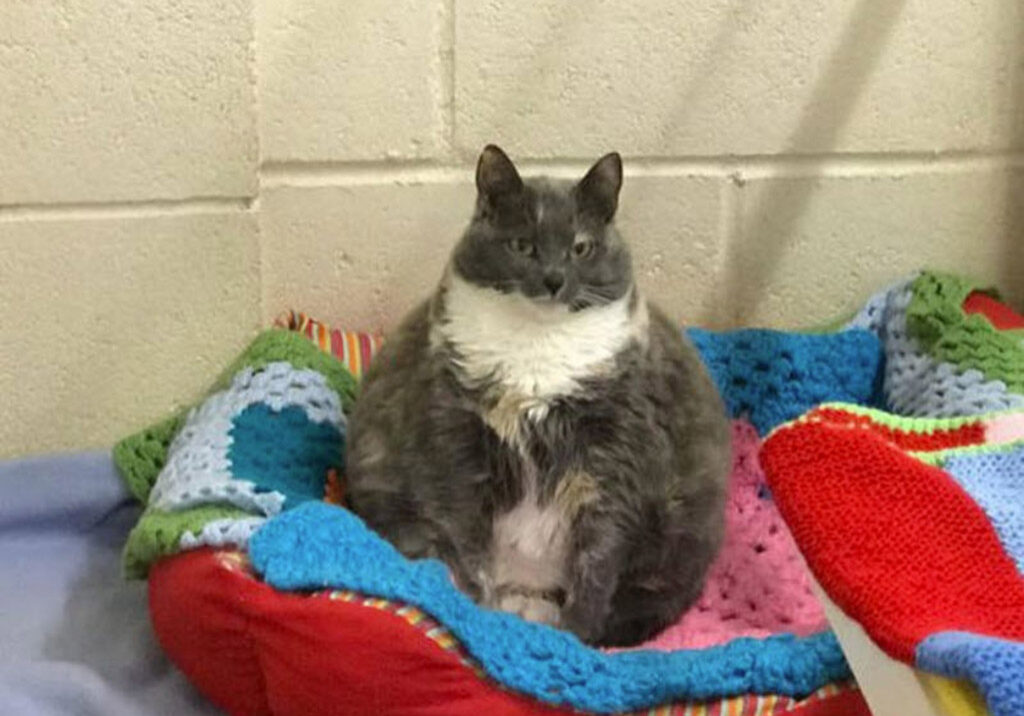 Mitzi ,the feline dubbed ‘Britain’s fattest cat’ is calling on pets to join PDSA's Pet Fit Club.
