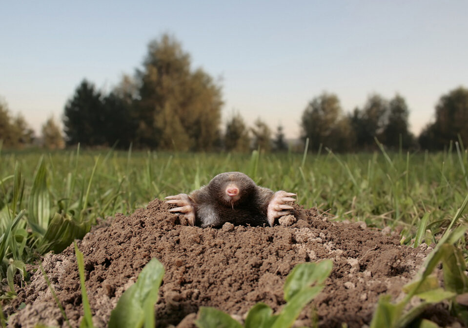 A mole churning out heaps of earth and destroying pristine lawns