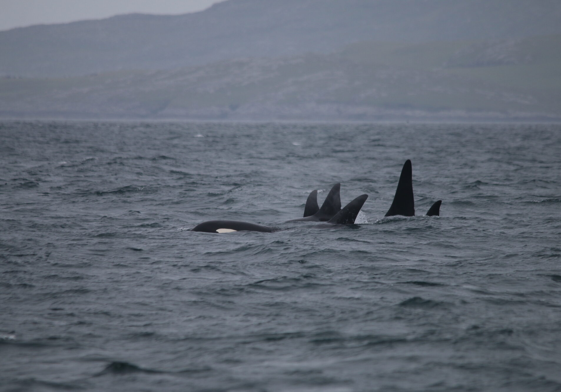 The mystery killer whale pod seen from the vessel Silurian near Vatersay (Photo: Hebridean Whale and Dolphin Trust)