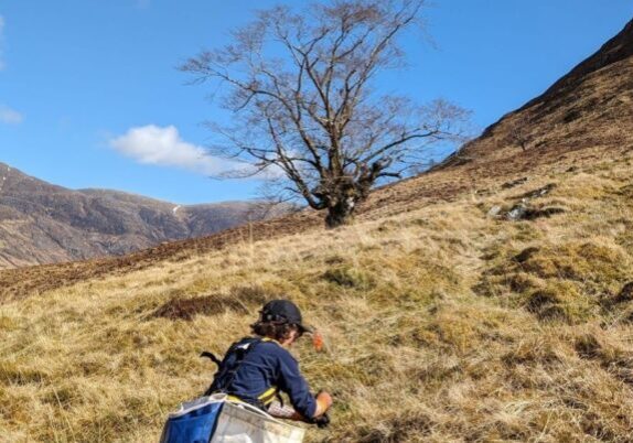 Young wych elm trees have been transferred from the Royal Botanic Garden Edinburgh and replanted in Forestry and Land Scotland managed Glen Affric.