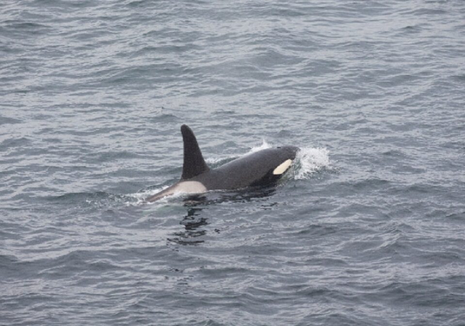 An orca whale (Photo: Hugh Harrop/ Shetland Wildlife)