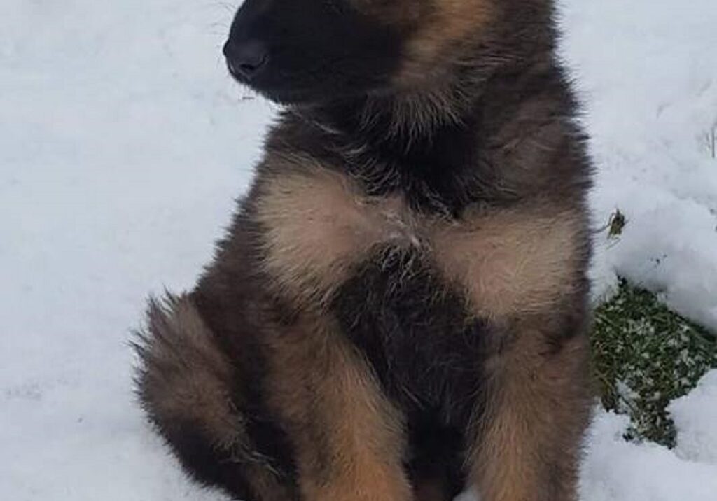 Police dog puppy Otto is coming to meet sick children in Edinburgh