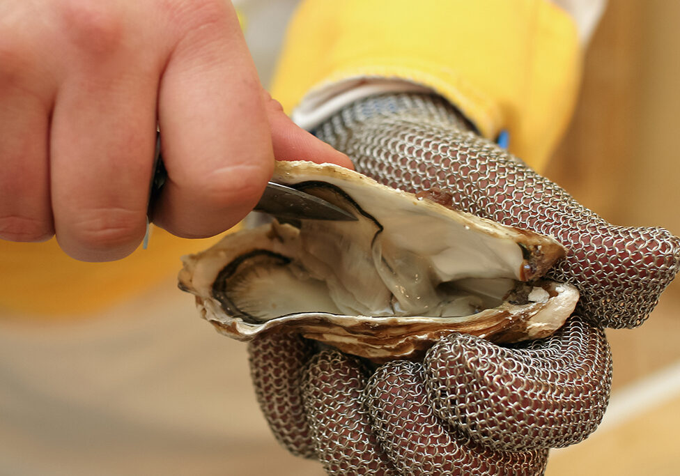 Shucking an oyster