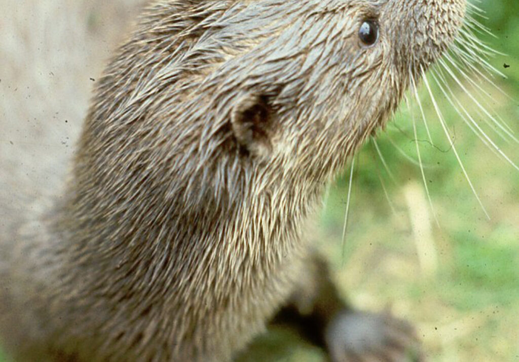 Penny, a female otter, in Deeside