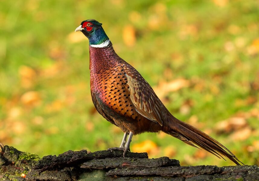 Pheasant