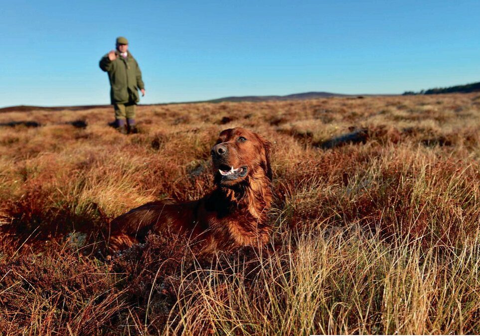 Judge Colin Forde comes from a family of Irish setter breeders in Southern Ireland, he is pictured here with Bownard Cherry Cherry [Photo: Angus Blackburn]
