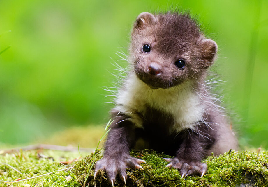 Pine-Marten