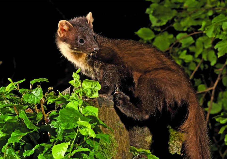 A pine marten (Photo:  Edward Delaney)