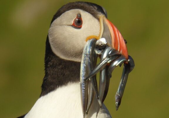 Puffin with sandeels. Credit Colin Wilkinson.