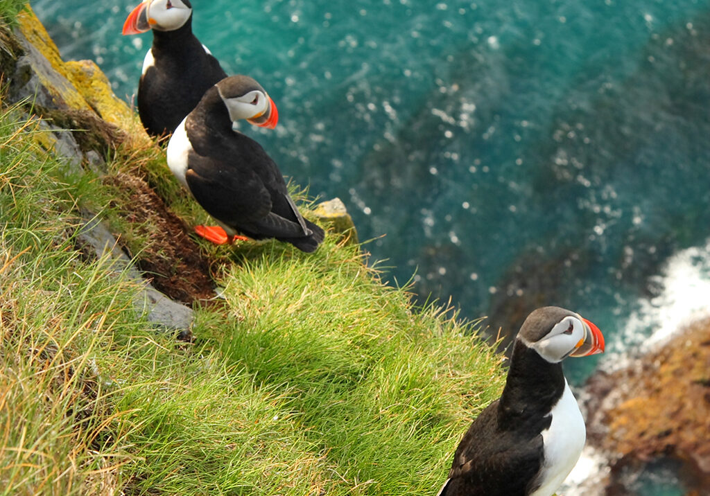 Puffins 1