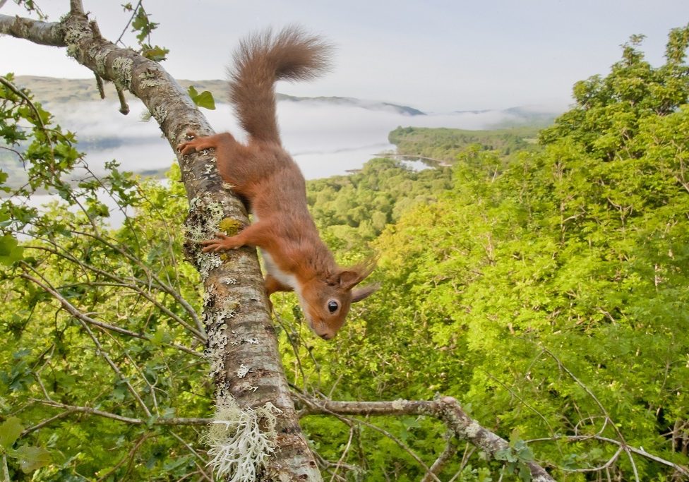 Red Squirrel (Sciurus vulgaris) in oak west coast woodland