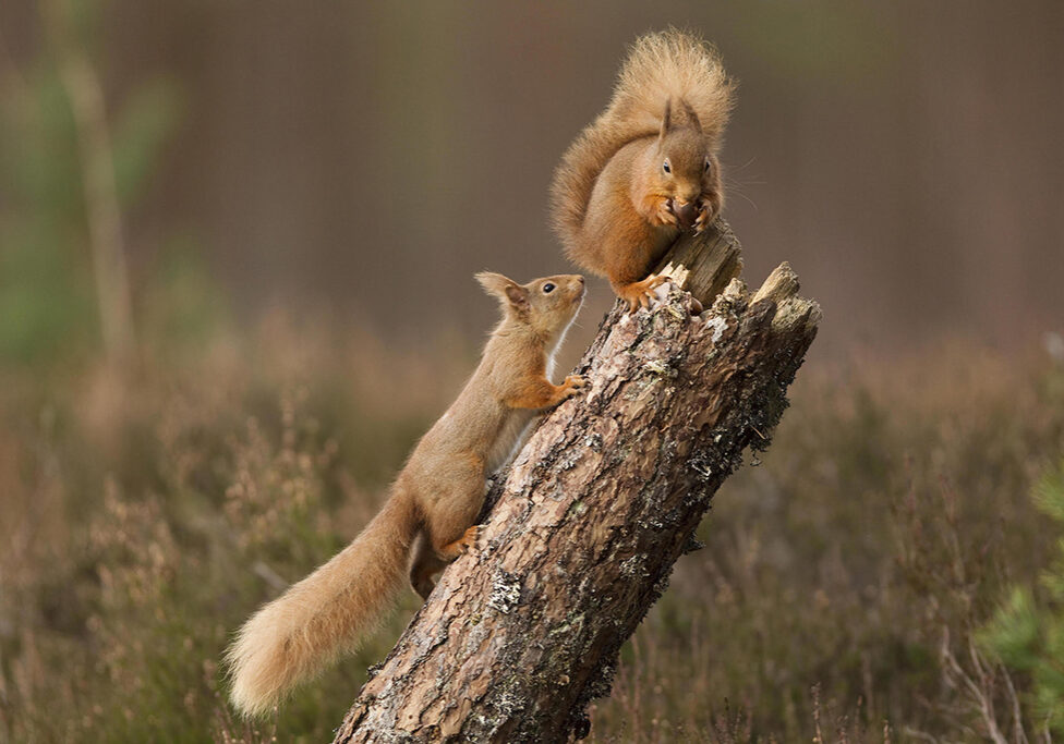 Red squirrels (Photo:  Peter Cairns www.scotlandbigpicture.com )
