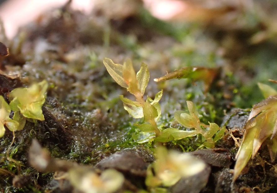 Round-leaved Bryum: Credit Joan McNaughton