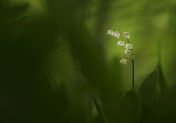 Lily of the Valley, taken in Edinburgh. Credit: Charles Everitt