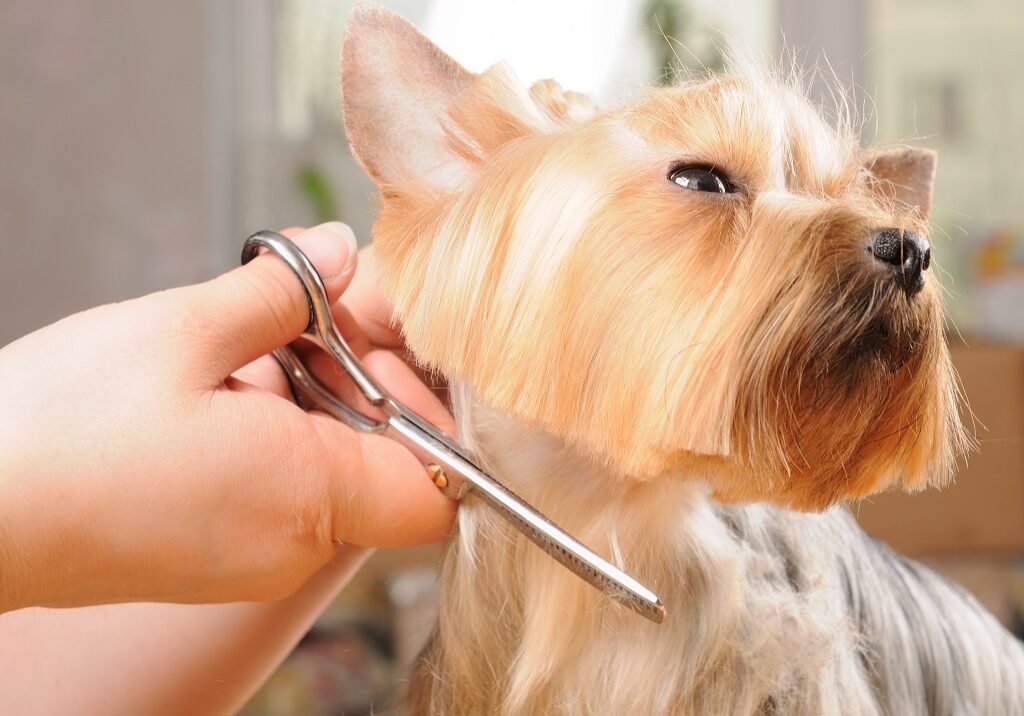 A cut above the rest of this Yorkshire Terrier (Photo: Scorpp)