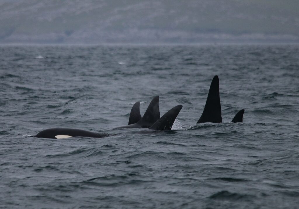 Scotland Norway Killer Whale Match 2