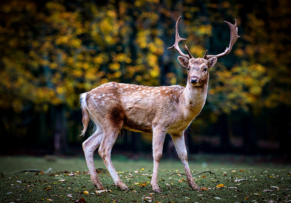 Scotland TranServ Deer 1