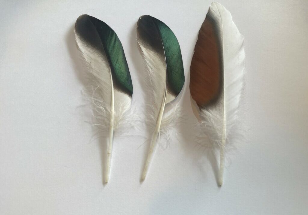 Shelduck_feathers_3_Ros_Green_original-35grse90i-1024x772