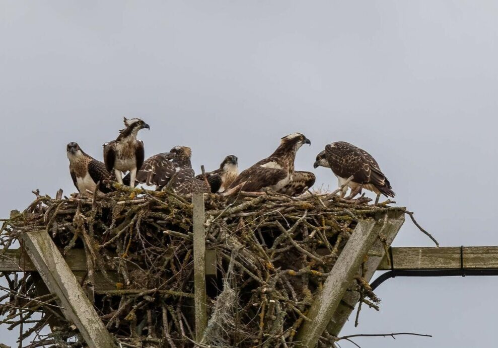 Six-Ospreys-2b80eb8r3-1024x692