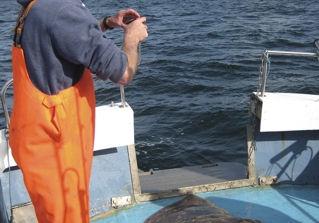 Skipper Ronnie Campbell photographing a skate (Photo: Jane Dodd)