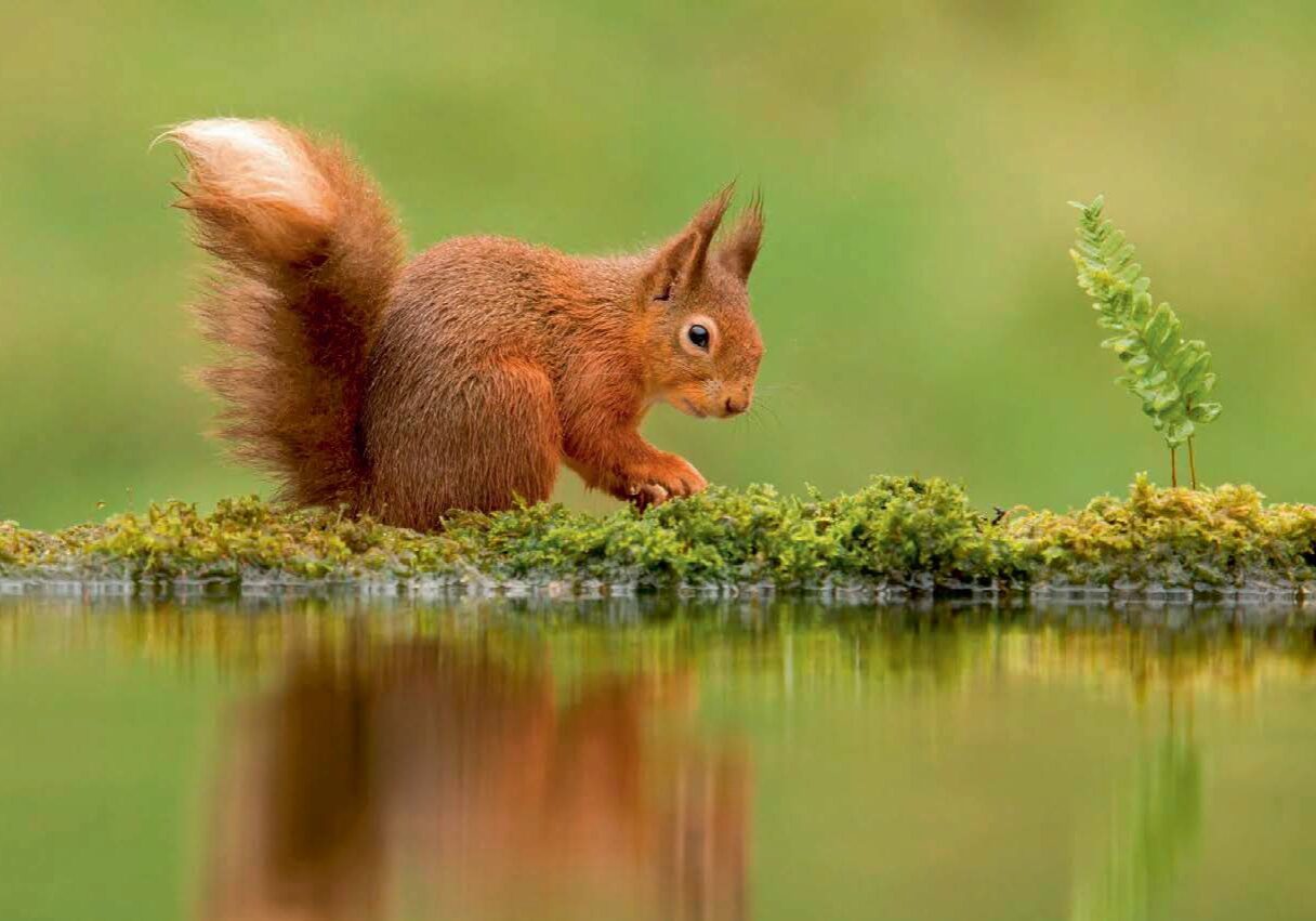 A red squirrel