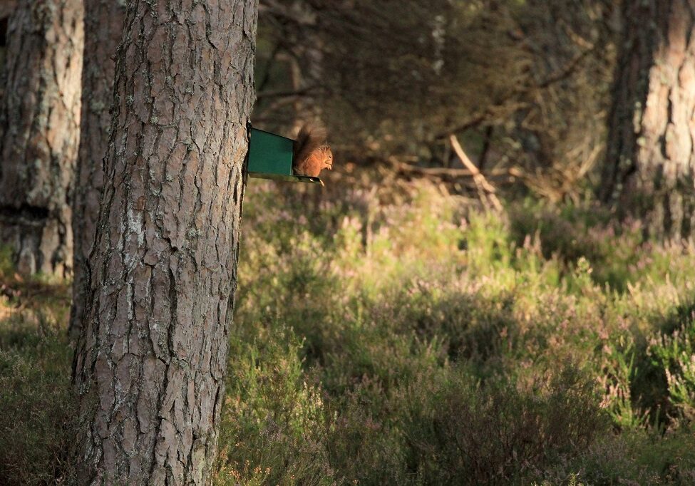 A newly-released red squirrel (Photo: Mat Larkin)