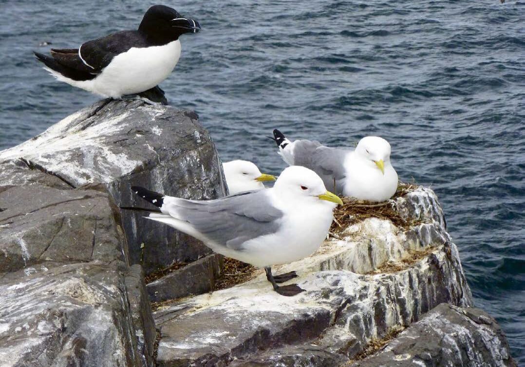 Nearly a million seabirds nest on St Kilda including kittiwakes and razorbills. (Photo: Polly Pullar)
