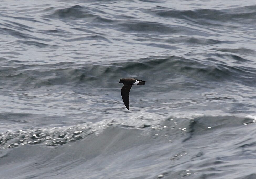 A storm petrel in flight (Photo: Ian Fisher)