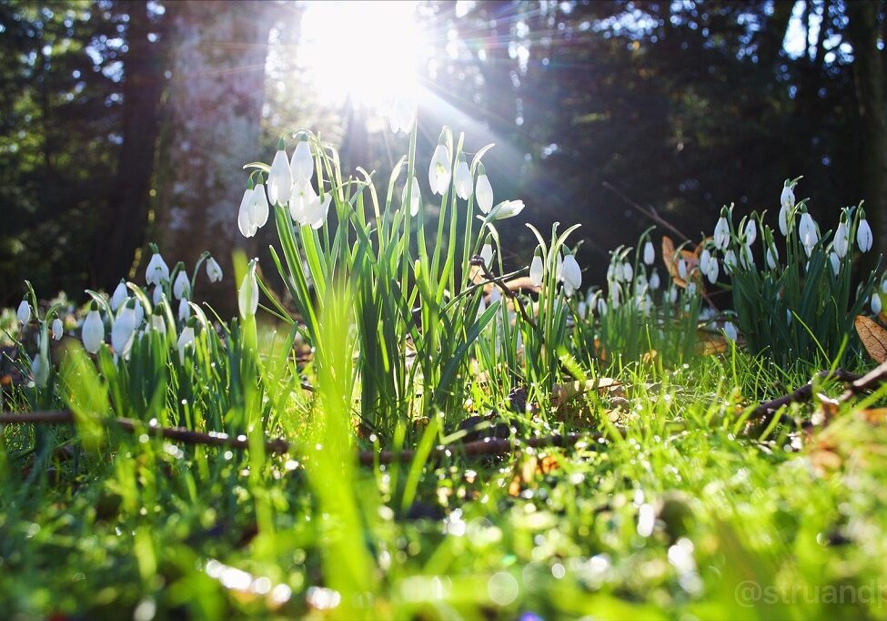 Struan Davie Snowdrops at Scone Palace