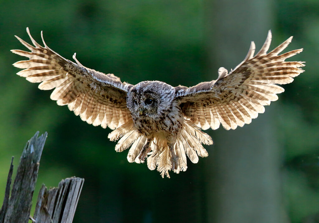 Tawny Owl 3