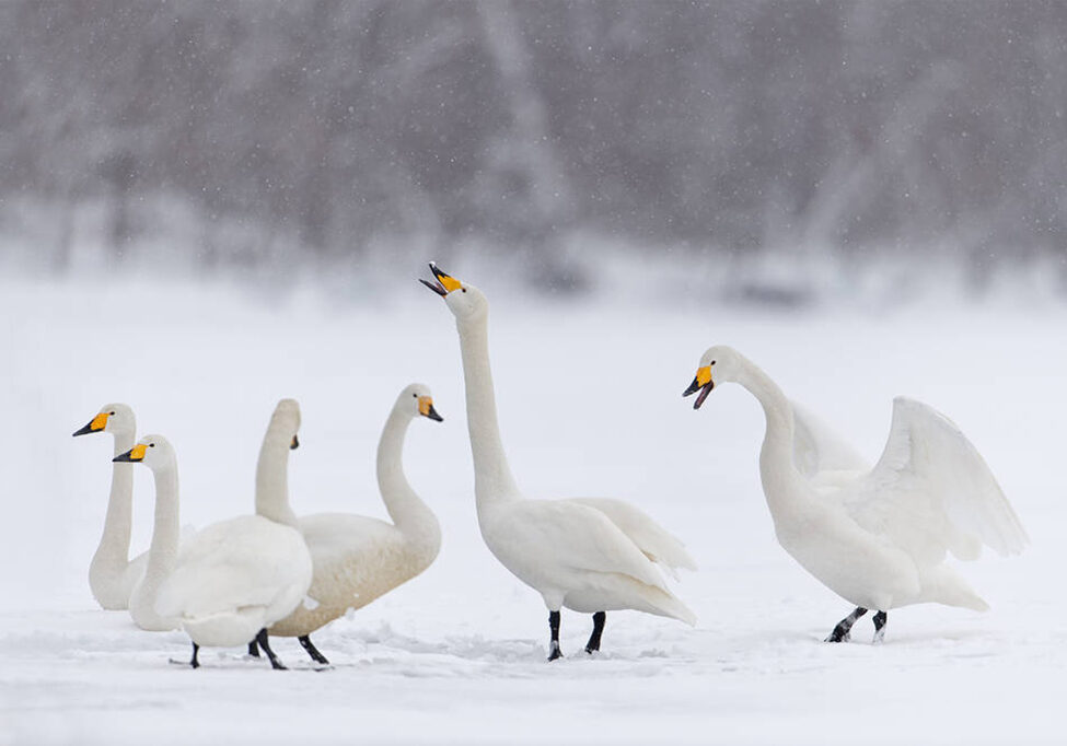 Whooper swans at  Threave Garden &amp; Estate