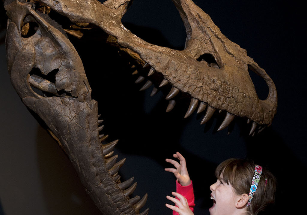 Rosa Connolly aged 10  comes face to face with a tyrannosaur (Photo: Neil Hanna) 