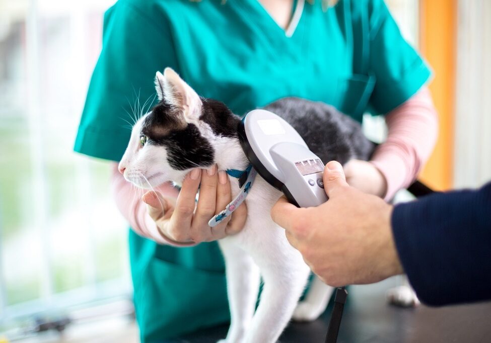 A vet checking the microchip of cat in a clinic (Photo: Lucky Business / Shutterstock)